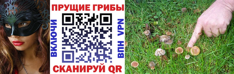 Псилоцибиновые грибы GOLDEN TEACHER где купить наркотик Йошкар-Ола